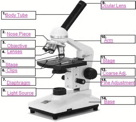 Objective Lens vs Ocular Lens .